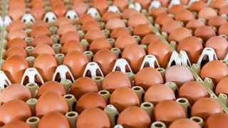 La Confédération française d'aviculture appelle Marc Fesneau à mettre un terme à l'importation d'œufs étrangers. La Confédération française d'aviculture appelle Marc Fesneau à mettre un terme à l'importation d'œufs étrangers.